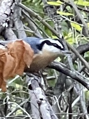Sitta canadensis