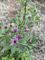 Vernonia texana