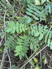 Senna hebecarpa
