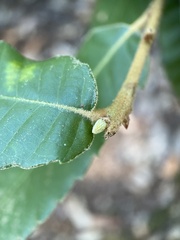 Andricus notholithocarpi