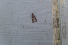 Euzophera ostricolorella