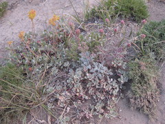 Chaenactis douglasii