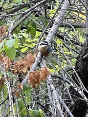 Sitta canadensis