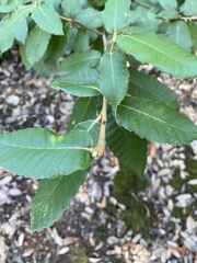 Andricus notholithocarpi