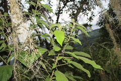 Acalypha diversifolia
