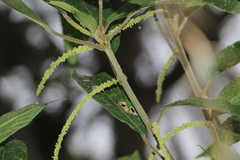 Acalypha diversifolia