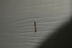 Cosmopterix