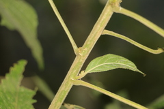 Acalypha diversifolia