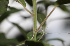 Acalypha diversifolia