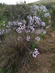 Leucocoryne purpurea