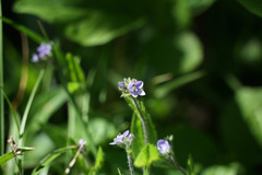 Veronica wormskjoldii