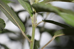 Acalypha diversifolia