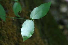 Euonymus americanus