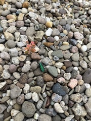 Cicindela sexguttata