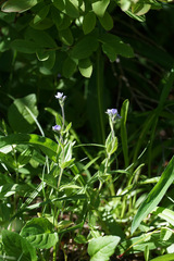 Veronica wormskjoldii