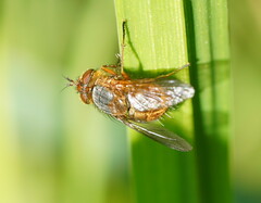 Oestroidea