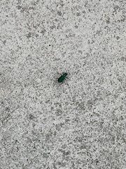 Cicindela sexguttata