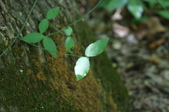 Euonymus americanus