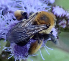 Melissodes dentiventris