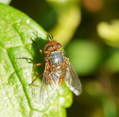 Oestroidea