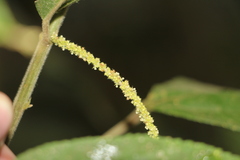 Acalypha diversifolia