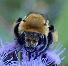 Melissodes dentiventris