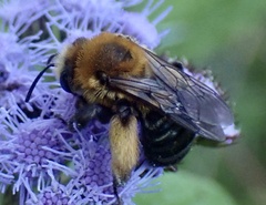 Melissodes dentiventris