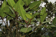 Ficus tonduzii