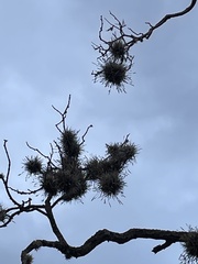 Tillandsia recurvata
