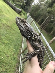Pogona barbata