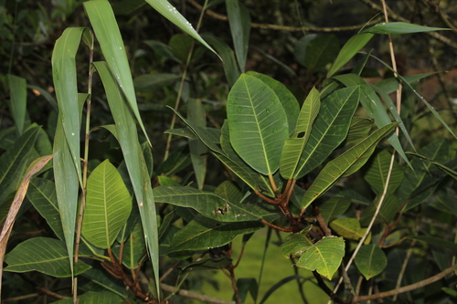 Ficus tonduzii, photograph 1