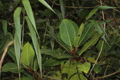 Ficus tonduzii, photograph (c) Andrés Ramírez-Barrera, some rights reserved (CC BY)