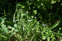 Veronica wormskjoldii