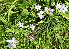 Ipheion uniflorum