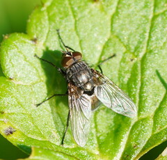 Calliphoridae