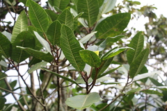 Ficus tonduzii, photograph (c) Andrés Ramírez-Barrera, some rights reserved (CC BY)
