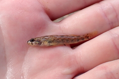 Etheostoma collettei