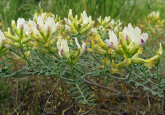 Astragalus speirocarpus