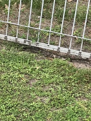 Pogona barbata