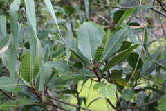 Ficus tonduzii, photograph (c) Andrés Ramírez-Barrera, some rights reserved (CC BY)