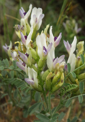 Astragalus speirocarpus