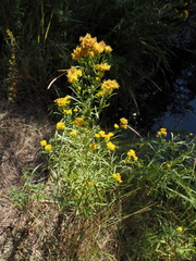 Euthamia occidentalis