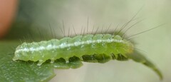 Craniophora ligustri