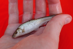 Campostoma spadiceum