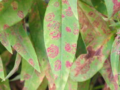 Septoria