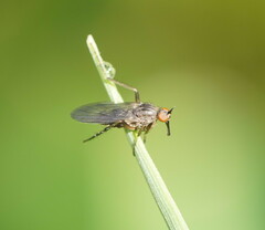 Empidinae