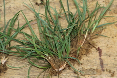 Fimbristylis dichotoma