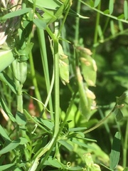 Vicia hirsuta