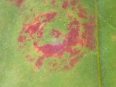 Septoria