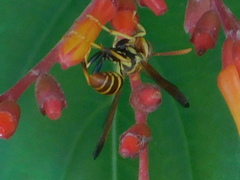 Mischocyttarus mexicanus